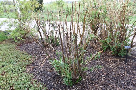 How To Trim A Butterfly Bush Tree at Isaac Perdriau blog
