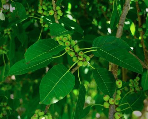 Buy Ficus Pilkhan Virens One Year Old Sapling Plant | green paradise