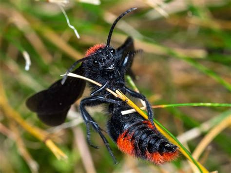 Cow Killer (Dasymutilla occidentalis)
