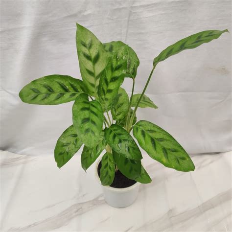 Buy Calathea Leopardina Plant | Rare Calathea Plant – ChhajedGarden.com