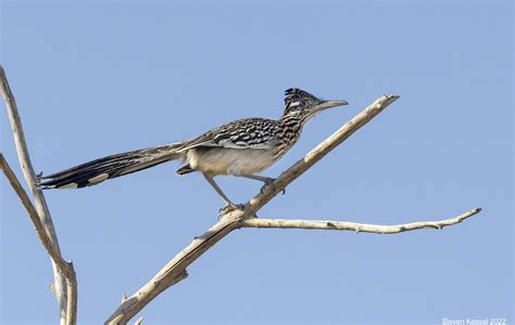 Road Runner Bird Flying