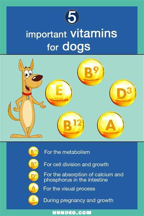 The most important vitamins for dogs at a glance | Dog vitamin, Natural dog supplements, Dog ...