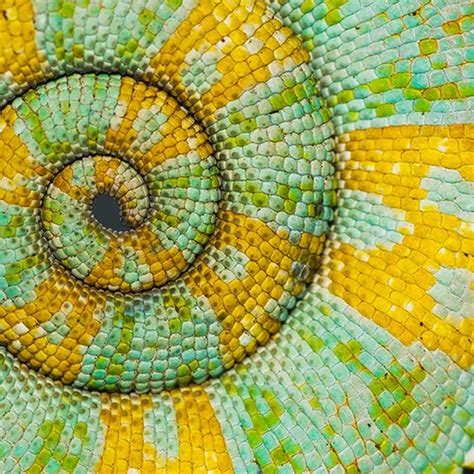 Image result for Patterns in Nature Examples