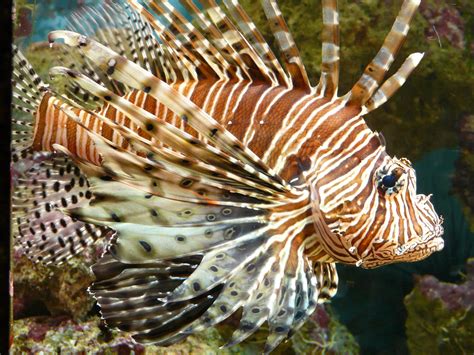Colors Of Lion Fish