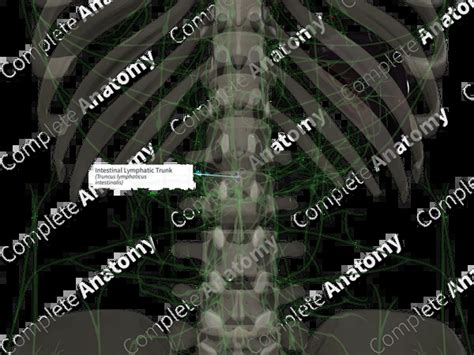 Image result for Lymph trunk Lymphatic System