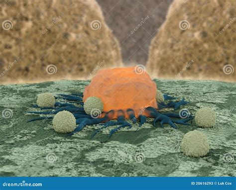 Image result for Lymphocytes Cancer