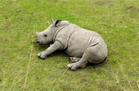 Craigslist Fresno Visalia Pets - Pet Spare