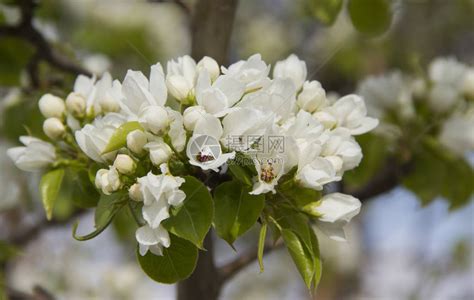 早春开花的苹果树开着鲜艳的白花高清图片下载-正版图片507372216-摄图网