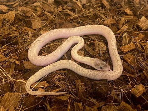 Children's Python Feeding 的图像结果