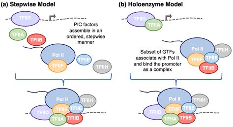 Rna Polymerase Transcription