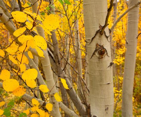 Identifying The Common Diseases For Quaking Aspen: A Guide