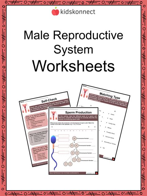 Image result for Male Reproductive System Worksheet