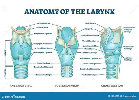Larynx Anatomy with Labeled Structure Scheme and Educational Medical Views Stock Vector ...