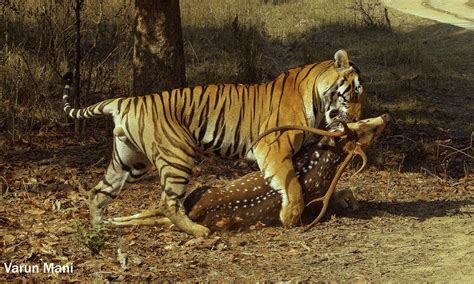 Tiger Attacking Prey