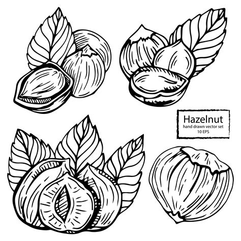 Image result for Hazelnut How to Identify