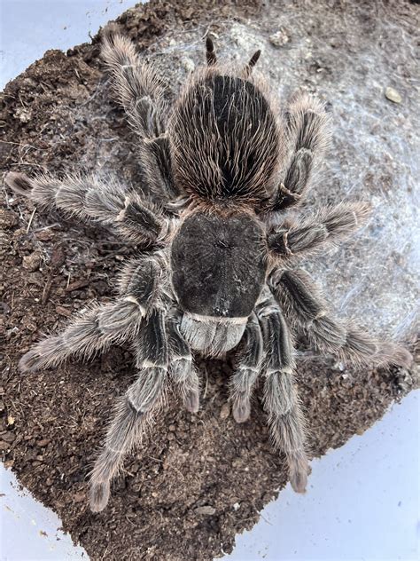 Salmon Pink Bird Eater (Lasiodora parahybana) | Tarantula Lab