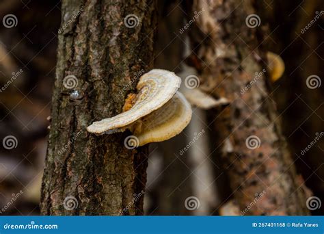 Round White Polypore Growing on a Beech Tree Stock Photo - Image of leaf, organism: 267401168