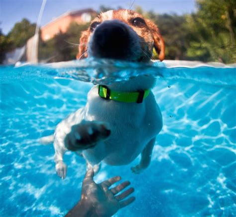 Image result for Dogs Swim Compilation