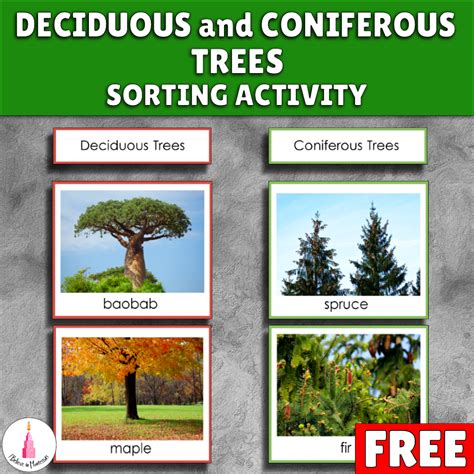 Coniferous Vs Deciduous PPT Coniferous Trees PowerPoint