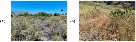 Effects of Mustard Invasions on Soil Microbial Abundances and Fungal ...