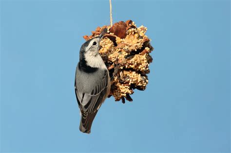 DIY Bird Feeders | Green & Healthy Maine magazine – Happy, healthy ...