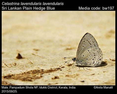Celastrina lavendularis | Butterfly