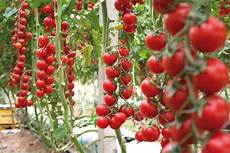 coltivazione pomodori in vaso come coltivare il pomodoro ciliegino nell orto o sul coltivazione pomodori in vaso come coltivare il pomodoro ciliegino nell orto o sul