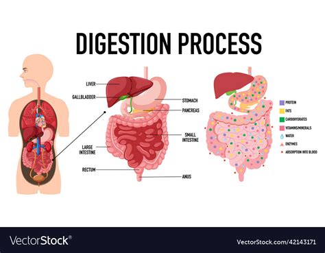 Digestion Process 的图像结果