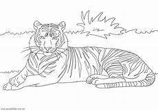 ausmalbilder viele pferde tiger zum ausmalen ausmalbilder pferde viele ausmalbilder viele pferde tiger zum ausmalen ausmalbilder pferde viele