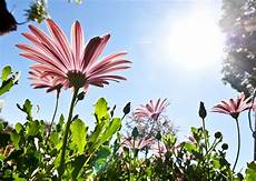 fiore flowers fiore nome fiore flowers fiore nome