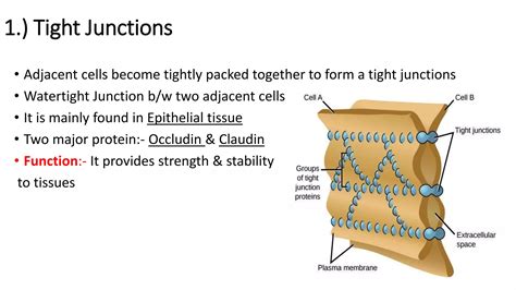 Cell Junction | PPTX