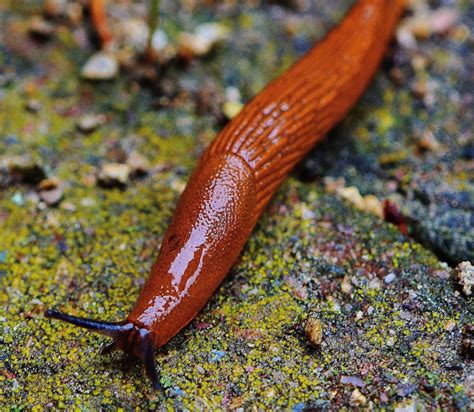 How to Care for a Pet Garden Slug - HubPages