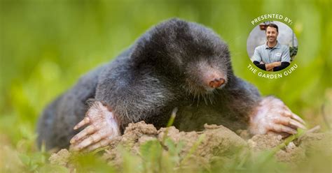 Solutions to Moles & Voles, 1144 Independence Blvd, Virginia Beach, VA ...