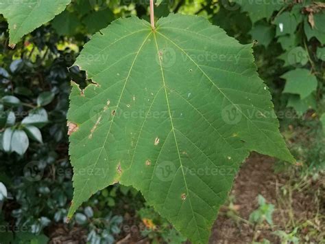 a large green leaf with holes in it 8202881 Stock Photo at Vecteezy
