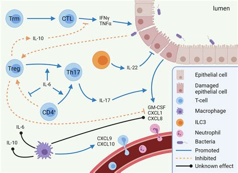 Frontiers | Mechanisms of Immune Checkpoint Inhibitor-Mediated Colitis