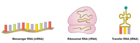 RNA Types 的图像结果
