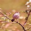 Image result for Spring Birds Screen Backgrounds