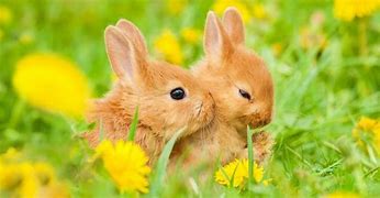 Image result for Cute Sleeping Baby Bunnies