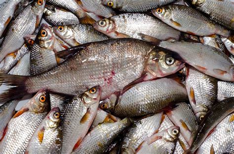 Fish Fertilizer For Plants – When And How To Apply Fish Emulsion Fertilizer