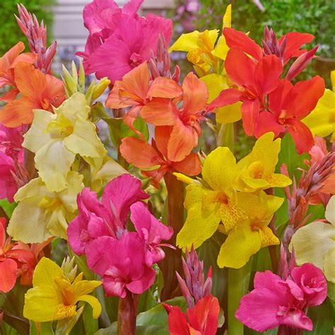 Canna Bulbs | Dutch Bulbs