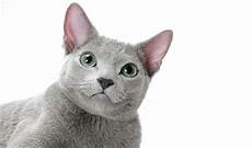 blue cats russian blue nebelung cat breed information blue cats russian blue nebelung cat breed information