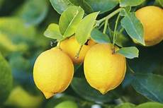 limoni in vaso concimazione concimazione limoni concime come e quando concimare limoni limoni in vaso concimazione concimazione limoni concime come e quando concimare limoni