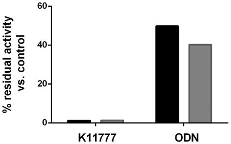 Odanacatib, a Cathepsin K Cysteine Protease Inhibitor, Kills Hookworm ...