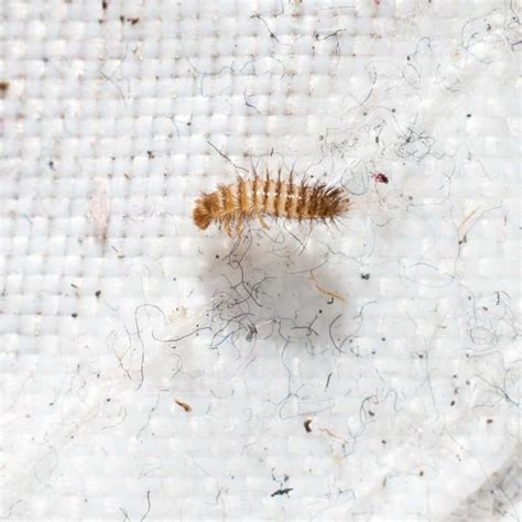 Do Carpet Beetles Poop And What Does It Look Like? – WhatBugIsThat