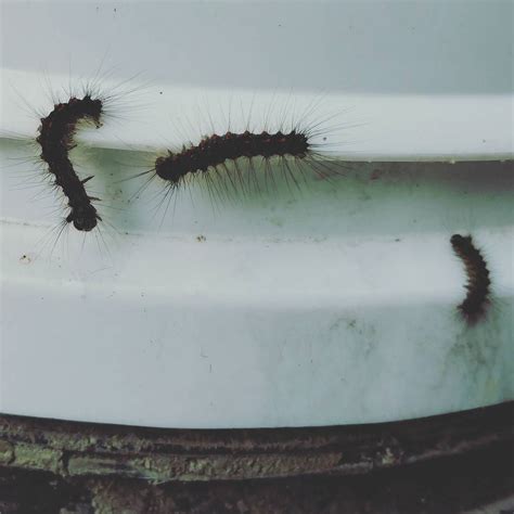 Abbeh Stuff — The invasion has begun. #caterpillar...