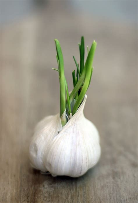 Image result for Sprouting Garlic