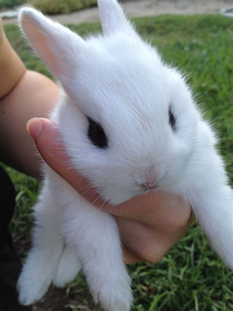 How cute is this wild baby bunny from a burrow in my back yard? I love ...