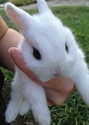 Image result for white baby bunny videos