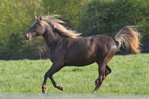 Rocky Mountain Horses - Breed Profile, Facts and More - Seriously ...