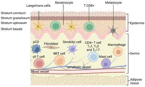 In Vitro and Ex Vivo Models for Screening Topical Anti-Inflammatory Drugs